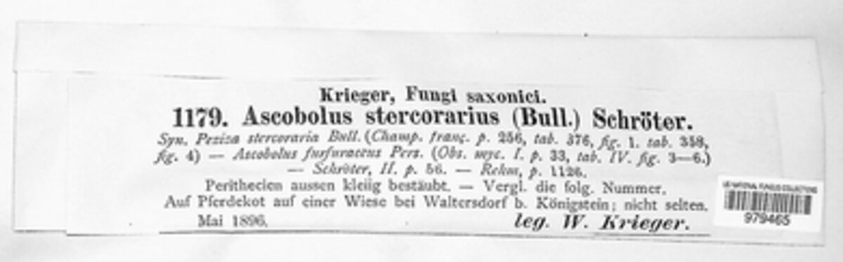 Ascobolus furfuraceus image